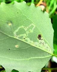Aulagromyza tremulae