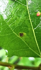 Aulagromyza tremulae