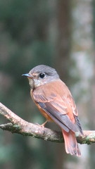 Muscicapa ferruginea