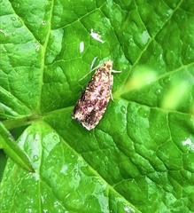 Celypha siderana