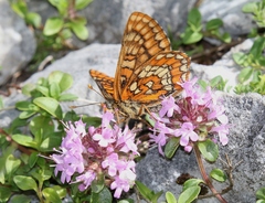 Euphydryas intermedia