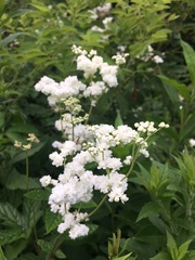 Filipendula