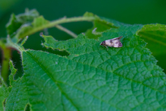 Neocochylis dubitana