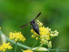 Anterhynchium flavomarginatum