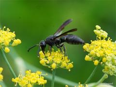 Anterhynchium flavomarginatum