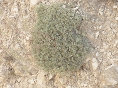 Artemisia hololeuca