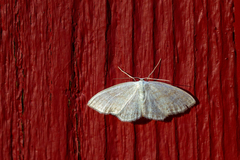 Scopula ternata