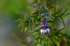 Apotomis sororculana