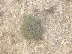 Artemisia hololeuca