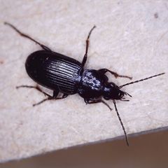 Pterostichus vernalis