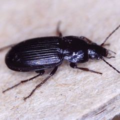Pterostichus vernalis