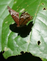 Lebadea martha parkeri