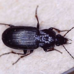 Pterostichus vernalis
