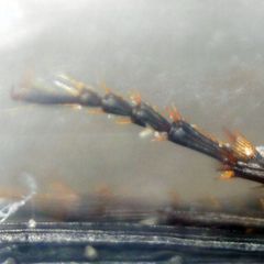 Pterostichus vernalis