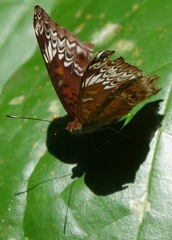 Lebadea martha parkeri