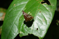 Lebadea martha parkeri