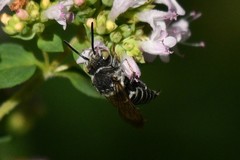 Coelioxys rufitarsis