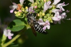 Coelioxys rufitarsis