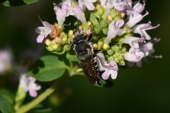 Coelioxys rufitarsis