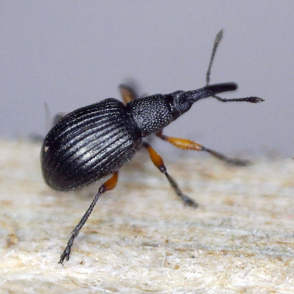 Clover Seed Weevil