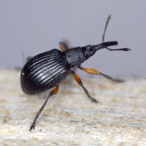 Clover Seed Weevil