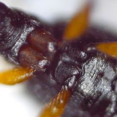 Protapion trifolii