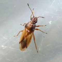 Cymus melanocephalus