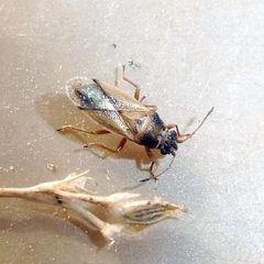 Cymus melanocephalus