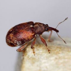 Anthonomus pedicularius