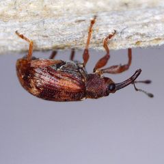 Anthonomus pedicularius