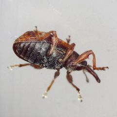 Anthonomus pedicularius