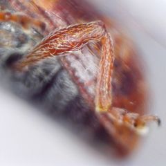 Anthonomus pedicularius