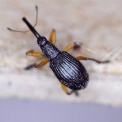 Protapion apricans
