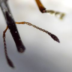 Protapion apricans