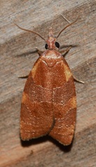 Cenopis diluticostana