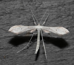 Hellinsia homodactylus