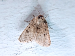 Amphipyra tragopoginis