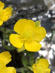 Ranunculus montanus
