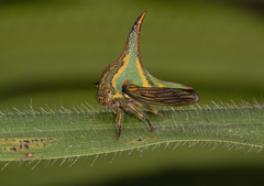 Umbonia crassicornis