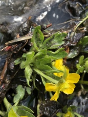 Ranunculus montanus