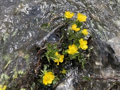 Ranunculus montanus