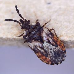 Aradus depressus