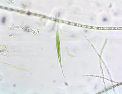 Closterium kuetzingii