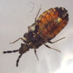 Aradus depressus