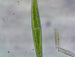 Closterium kuetzingii