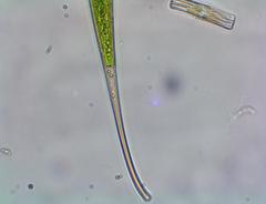 Closterium kuetzingii