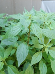 Parietaria officinalis