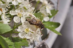 Criorhina pachymera