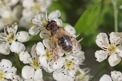 Criorhina pachymera