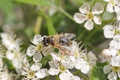 Criorhina pachymera